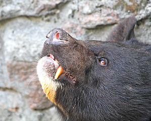 Image showing Bear muzzle