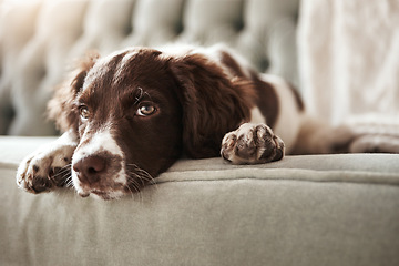 Image showing Adorable dog, relax and sofa lying bored in the living room looking bored or cute with fur at home. Portrait of relaxed animal, pet or puppy with paws on the couch interior relaxing at the house