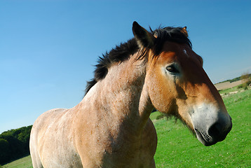 Image showing Ardennes horse on blue sky