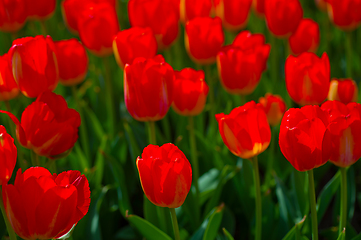 Image showing colorful tulips field