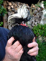 Image showing Dutch cap hen rooster