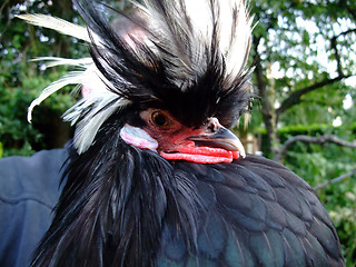 Image showing Dutch cap hen rooster