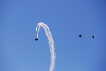 Image showing Ducks on the run