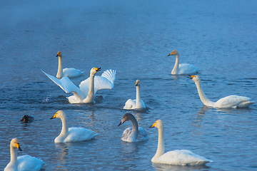 Image showing Whooper swans swimming in the lake