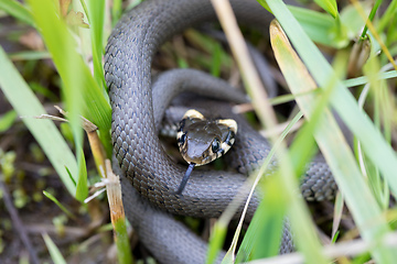 Image showing Closeup of grass snake, Natrix natrix