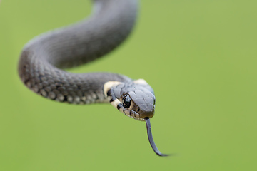 Image showing Closeup of grass snake, Natrix natrix