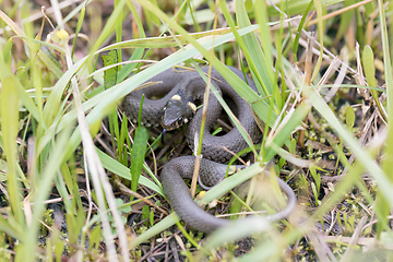 Image showing Closeup of grass snake, Natrix natrix