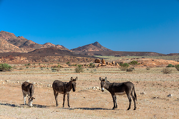 Image showing donkey in desert near Brandberg mountain, Namibia