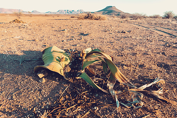 Image showing Welwitschia mirabilis desert plant, Namibia