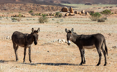Image showing donkey in desert near Brandberg mountain, Namibia