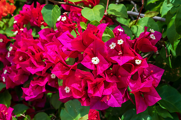 Image showing Bougainvillea flowers blooming in the garden