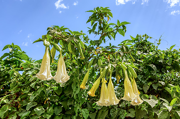 Image showing Datura Stramonium wild flower in Ethiopia