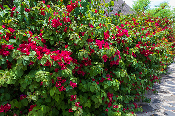 Image showing Bougainvillea flowers blooming in the garden