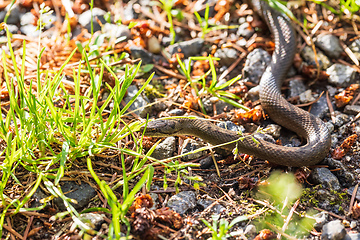 Image showing Non venomous Smooth snake, Coronella austriaca