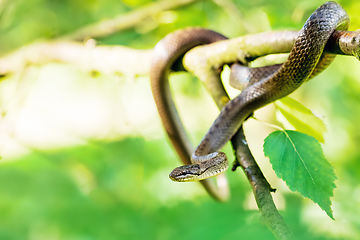 Image showing Non venomous Smooth snake, Coronella austriaca