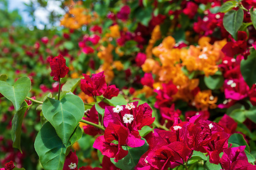 Image showing Bougainvillea flowers blooming in the garden