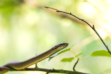 Image showing Non venomous Smooth snake, Coronella austriaca