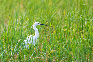 Image showing bird Great white egret, Ethiopia wildlife