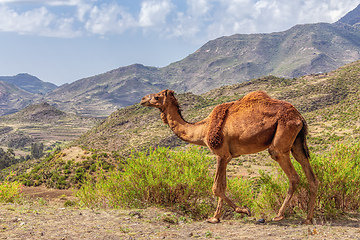 Image showing Cute Camels in mountain, Tigray region, Northern Ethiopia.