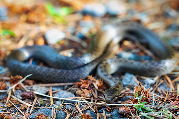 Image showing Non venomous Smooth snake, Coronella austriaca