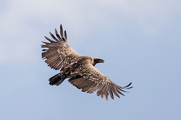 Image showing Griffon Vulture in flight against sky