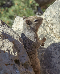 Image showing squirrel between stones