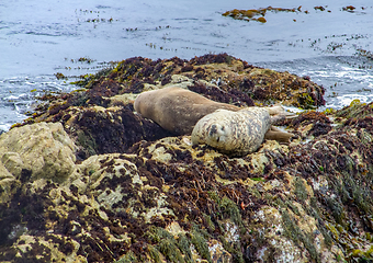 Image showing seals in California