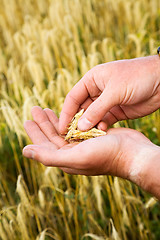 Image showing Harvest