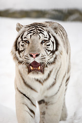 Image showing White tiger portrait