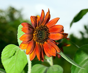 Image showing Red sunflower