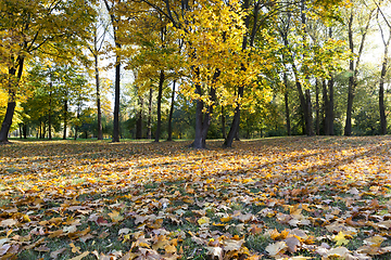 Image showing autumn season