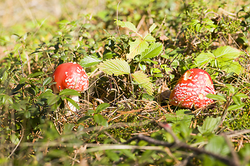 Image showing poisonous mushrooms