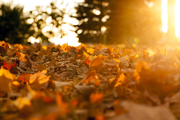 Image showing autumn sun shines