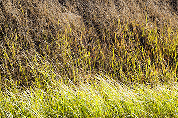 Image showing different grass