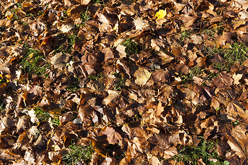 Image showing Dry foliage fallen