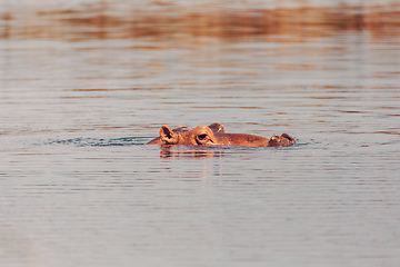 Image showing Hippo looking out of the water, Ethiopia.