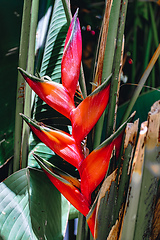 Image showing beautiful red flower Heliconia, Ethiopia