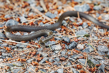 Image showing Non venomous Smooth snake, Coronella austriaca