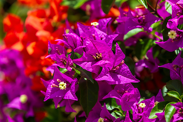 Image showing Bougainvillea flowers blooming in the garden