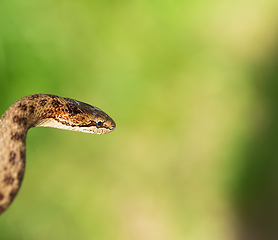 Image showing Non venomous Smooth snake, Coronella austriaca