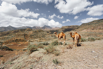 Image showing Cute Camels in mountain, Tigray region, Northern Ethiopia.