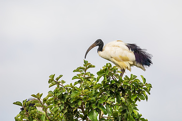 Image showing bird African Sacred Ibis, Ethiopia safari wildlife