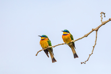 Image showing Blue-breasted bee-eater perched on tree, Ethiopia Africa wildlif