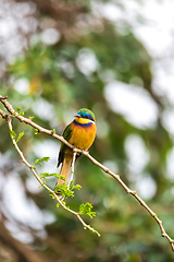 Image showing Blue-breasted bee-eater perched on tree, Ethiopia Africa wildlif