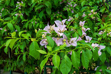 Image showing Bougainvillea flowers blooming in the garden