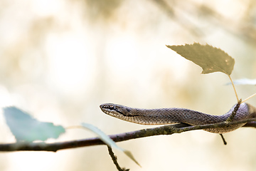 Image showing Non venomous Smooth snake, Coronella austriaca