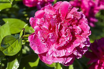 Image showing the red petals of peony