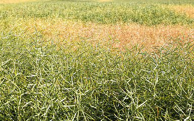 Image showing the rapeseed field