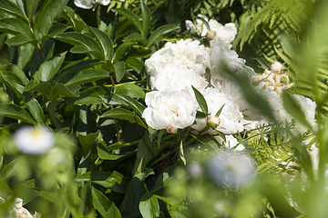 Image showing peonies, closeup