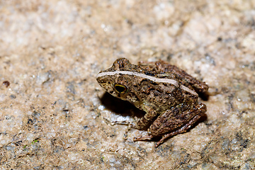 Image showing Beautiful small frog Boophis Madagascar Wildlife